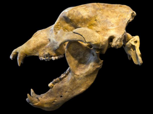 Cráneo de Ursus spelaeus: los osos de las cavernas carecían de los dos o tres premolares habituales presentes en otras especies de osos. (Archaeodontosaurus / CC BY-SA 3.0)