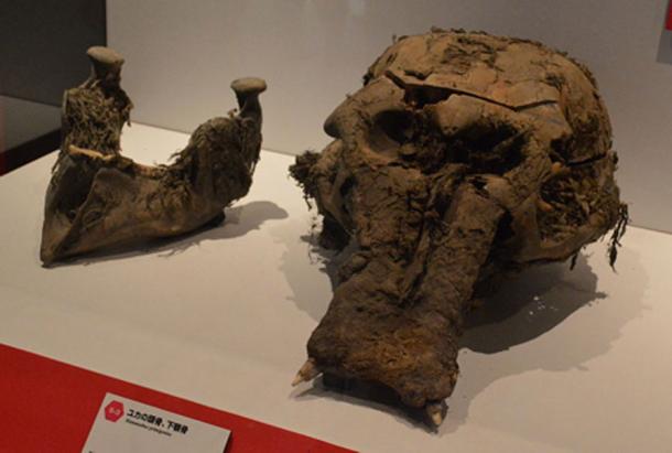 El cráneo y la mandíbula inferior de Yuka como se muestra en la Exhibición de Yuka de Frozon Mammoth Woolly Mammoth en Yokohama, Kanagawa, Japón. CC BY-SA 3.0)