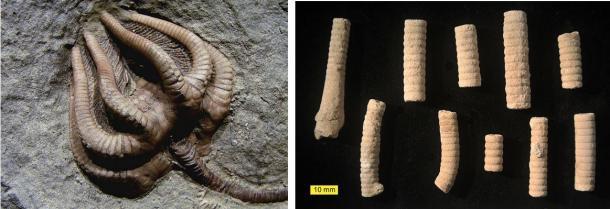 Izquierda: Los restos fosilizados de un crinoideo completo (Wikipedia). Derecha: segmentos fosilizados de crinoideos (Wikipedia)