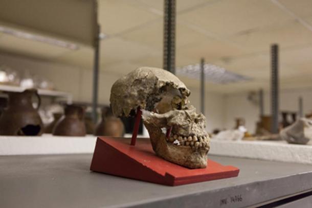 Un cráneo alargado de la colección del padre Crespi. Crédito: Ancient-Origins.es