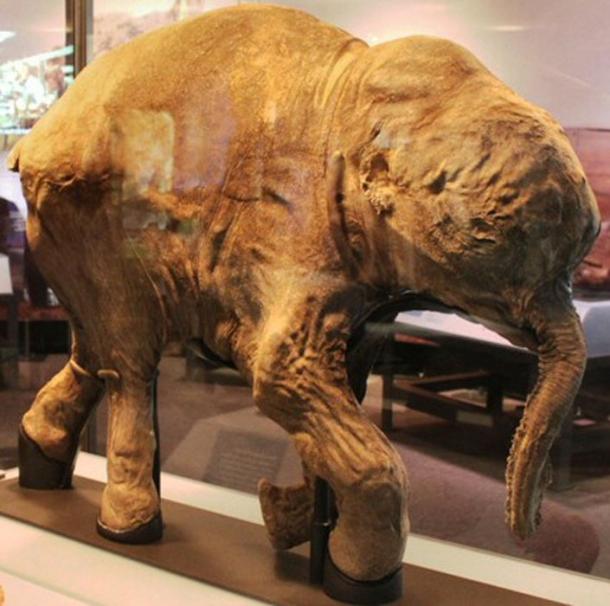 Lyuba, un mamut lanudo momificado en Chicago. Investigadores estadounidenses están estudiando para devolver la vida a los mamuts. (Chiswick Chap / CC BY-SA 2.0)