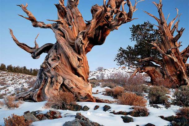 Un pino bristlecone en las Montañas Blancas de California, hogar del árbol vivo más antiguo del mundo. (Rick Goldwaser / CC BY 2.0)