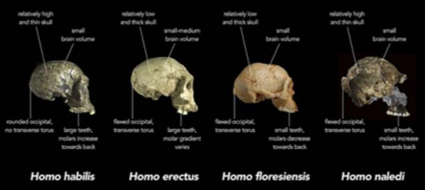 Primeras especies humanas de la Edad de Piedra. (Animalparty / CC BY-SA 4.0)
