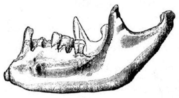 La mandíbula de Foxhall es anatómicamente moderna, pero se descubrió en estratos que datan de hace más de 2,5 millones de años. (Autor proporcionado)