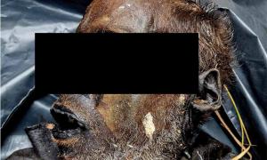 Este hombre se sometió a una momificación completa en poco más de 16 días. Su cadáver momificado fue encontrado cerca de una vía férrea en Bulgaria dejando a los científicos perplejos acerca de esta rápida momificación natural. Fuente: Mileva B, Tsranchev I, Georgieva M, et al. /CC-BY 4.0